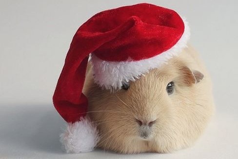 萌物小豚鼠网上走红 无辜表情惹人疼