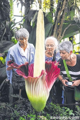 最臭&ldquo;尸花&rdquo;开放十年一次引上千游客围观（图）
