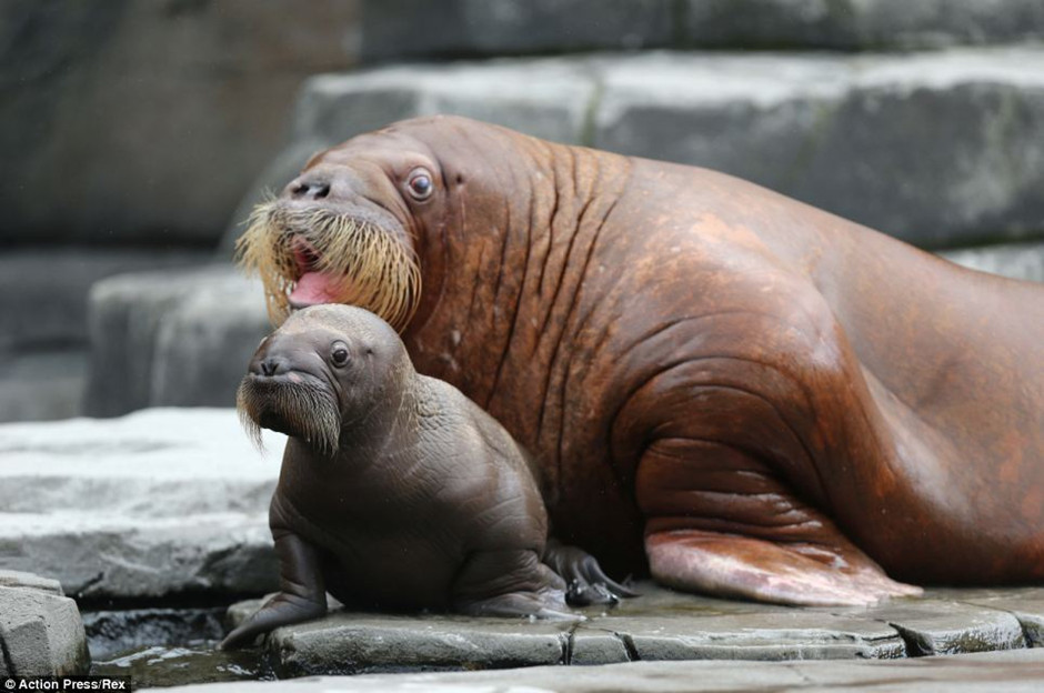 德动物园海象妈妈向游客&ldquo;炫耀&rdquo;新生宝宝