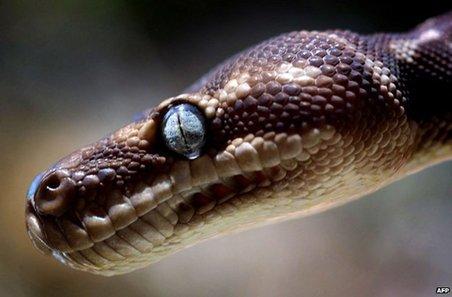 分享那些受欢迎的澳洲俚语