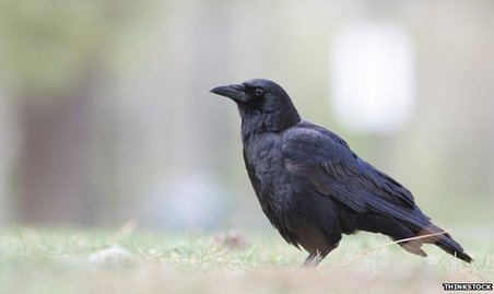 分享那些受欢迎的澳洲俚语