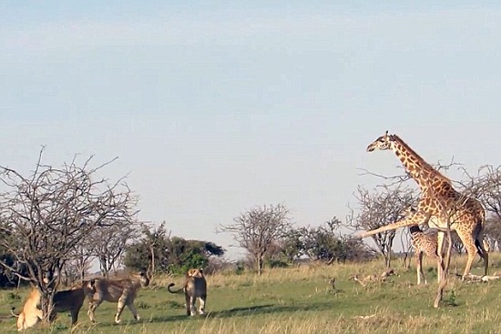 小长颈鹿遭狮群围攻母长颈鹿猛踢狮群护子（图）