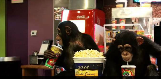 黑猩猩观看《猿人争霸战》边吃爆米花边鼓掌