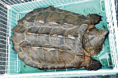 日本消防员市区水沟捕获鳄鱼龟重约20公斤（图）