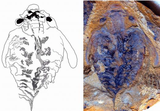 5亿年前地球最早肉食动物大脑化石被发现