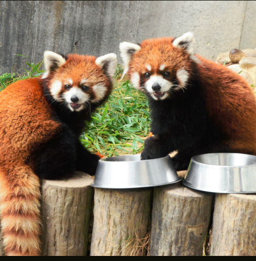 小熊猫 中華小貓熊- 維基百科，自由的百科全書