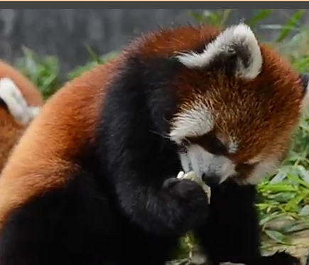 小熊猫 小熊猫_哺乳类_杭州动物园,杭州少年儿童公园