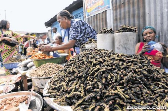 刚果昆虫餐美味又营养居民买肥硕幼虫当零嘴吃