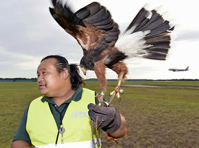 日本成田机场拟用老鹰驱赶鸟维护航空安全（图）