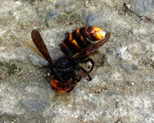 网友发出的日本杀人蜂的图片