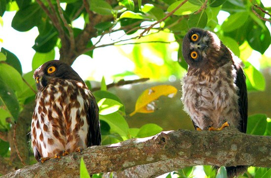 青叶鸮幼鸟树间打闹歪脖嬉戏&ldquo;卖萌&rdquo;（图）