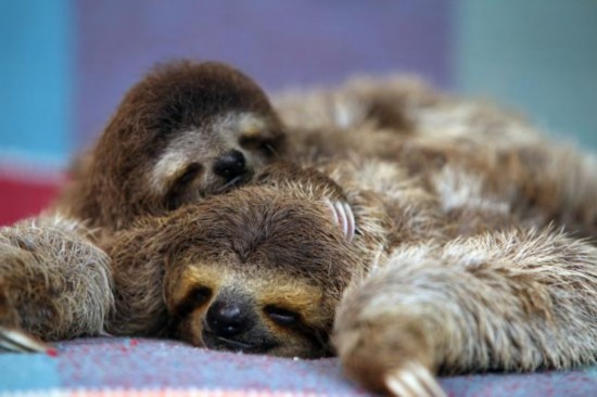 8张动物孤儿照片暖人心:袋鼠寂寞袋熊卖萌