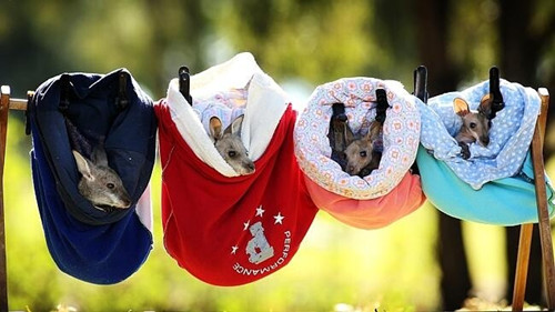 澳动物组织为袋鼠孤儿制人造&ldquo;育儿袋&rdquo;（图）