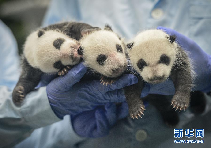 （社会）（8）三胞胎大熊猫满月成长记