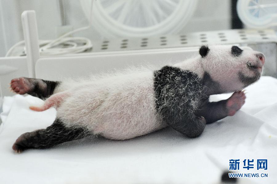 (社会)(7)三胞胎大熊猫满月成长记