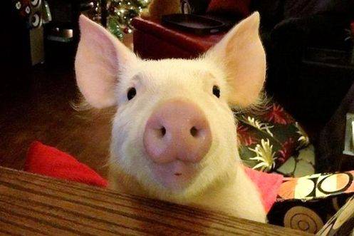 惊呆了：迷你猪长成了庞然大物