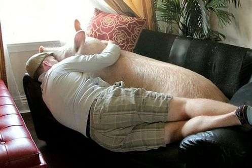 惊呆了：迷你猪长成了庞然大物