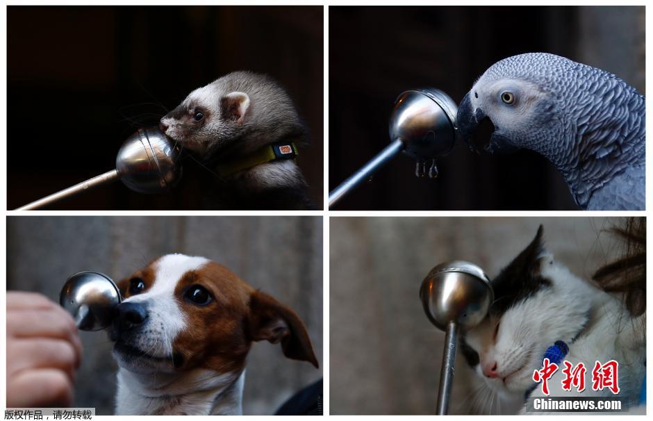 西班牙举行动物祈福仪式 萌宠逐个接受祝福