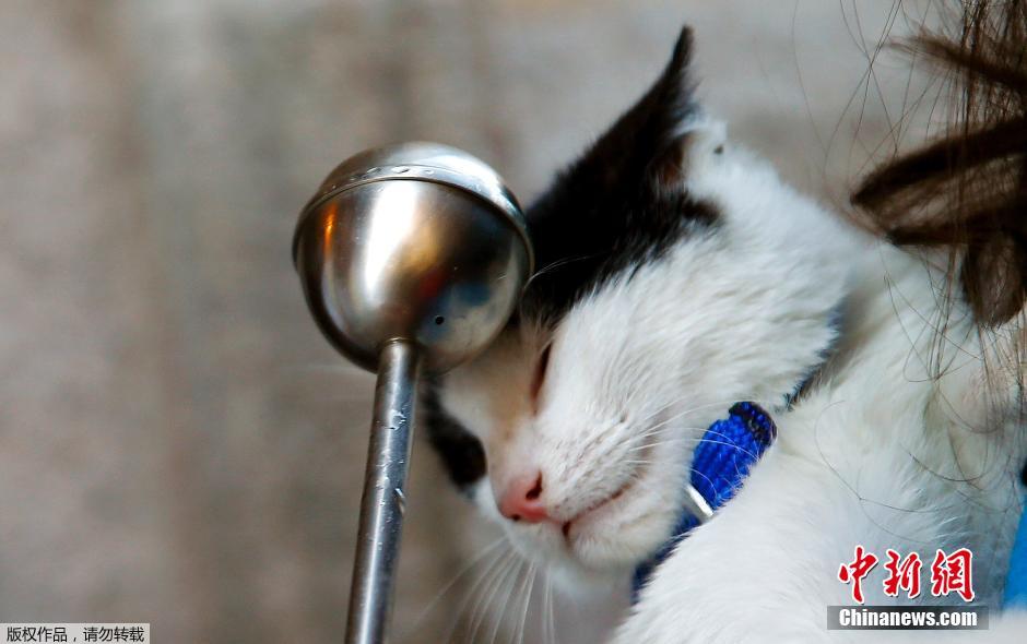 西班牙举行动物祈福仪式 萌宠逐个接受祝福