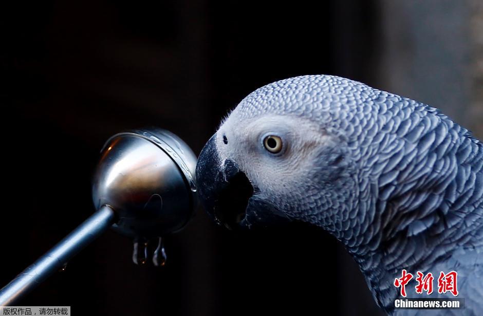 西班牙举行动物祈福仪式 萌宠逐个接受祝福