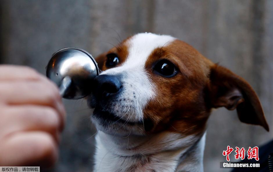 西班牙举行动物祈福仪式 萌宠逐个接受祝福