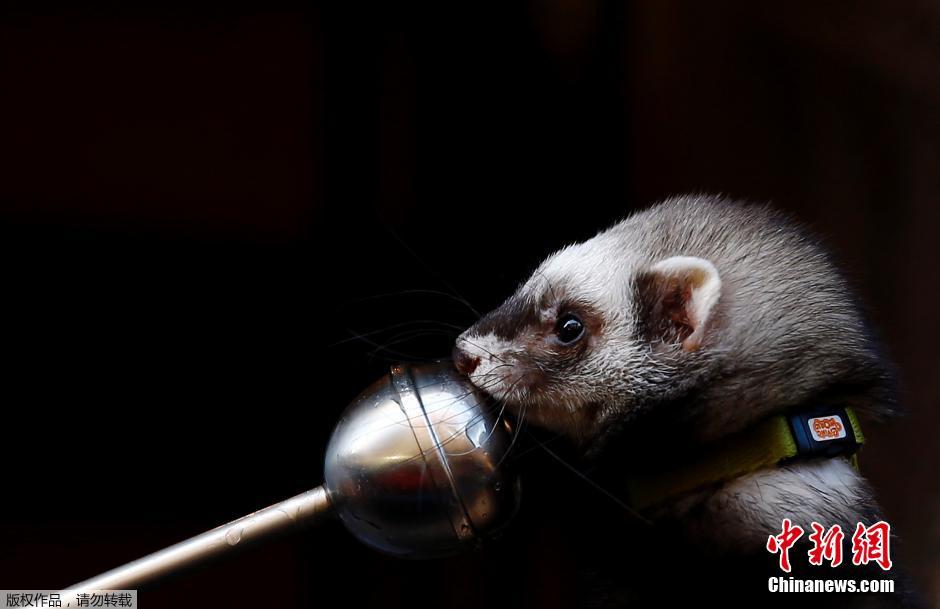 西班牙举行动物祈福仪式 萌宠逐个接受祝福