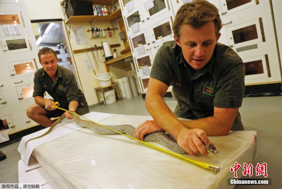 2米巨蛇被采集毒汁 世界第二剧毒蛇乖乖就范