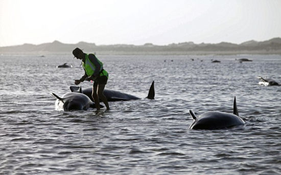 当地时间12日，新西兰一处海滩出现近200头巨头鲸搁浅的事故，当地保护动物官员表示，已经有50头鲸鱼死亡。