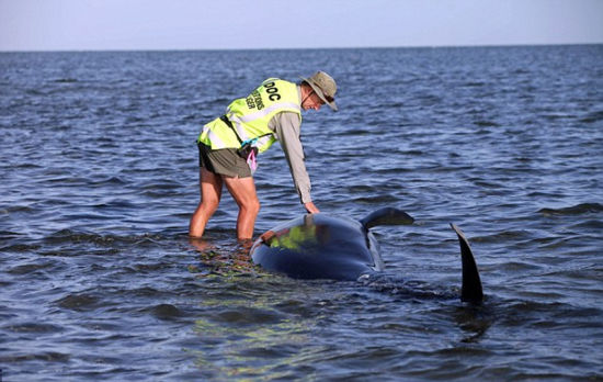 当地时间12日，新西兰一处海滩出现近200头巨头鲸搁浅的事故，当地保护动物官员表示，已经有50头鲸鱼死亡。