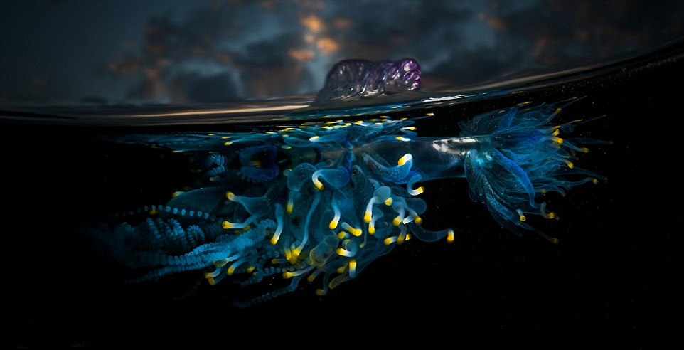 英国摄影师舍命拍摄海洋致命水母神秘光彩(组图)
