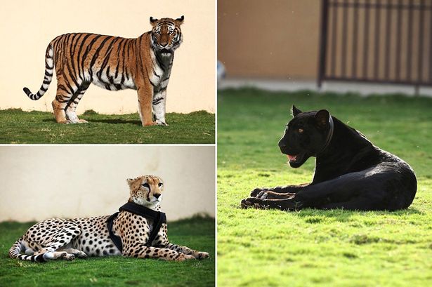 【环球网综合报道】据英国《镜报》2月15日报道,沙特阿拉伯一家养殖场饲养的3只大型猫科动物被偷。据调查,作案时,盗贼用镖枪为动物打麻醉针,待动物昏睡后,将其偷走。