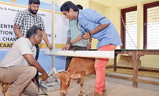 印度一头牛身高仅61.5厘米获吉尼斯世界纪录（图）