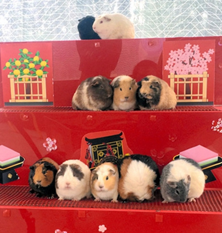 日本公园迎女孩节激萌豚鼠化身人偶排排坐（图）