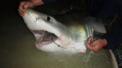 男子站在美国佛州岸边海钓钓上一条大白鲨（图）