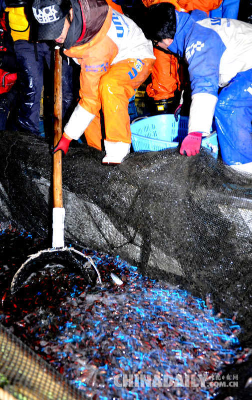 日本富山湾开捕荧光乌贼 黑夜发出蓝光如科幻特效