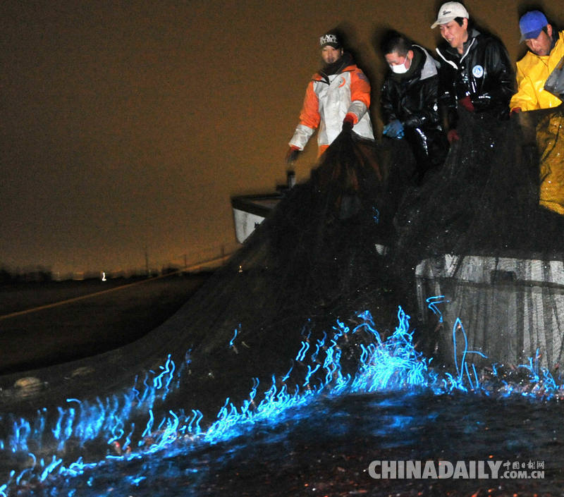 日本富山湾开捕荧光乌贼 黑夜发出蓝光如科幻特效