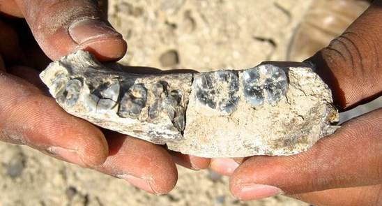 非洲出土280万年前化石 人类历史前推40万年