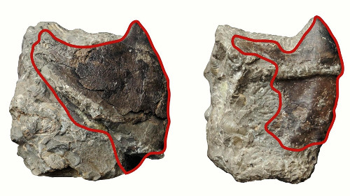 日本发现世界最大体积墨鱼和章鱼化石（图）