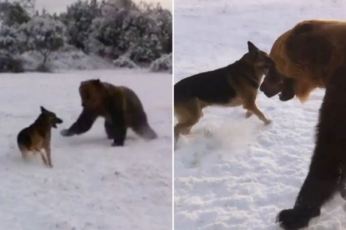 巨熊与狗狗嬉闹玩耍建立&ldquo;不解情缘&rdquo;（图）