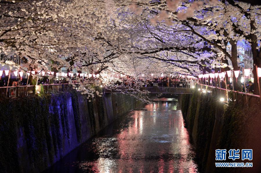 （国际）（1）东京夜樱