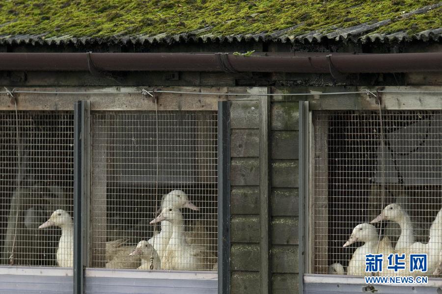 （国际&middot;编辑连线）（11）世界卫生日：保证食品安全