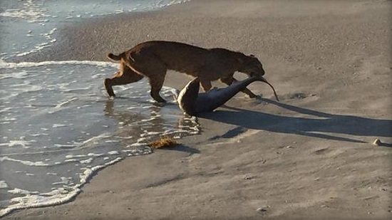 山猫海中活捉鲨鱼摄影师拍下精彩瞬间(图)