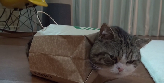 日本&ldquo;纸袋猫&rdquo;爆红网络被调侃引领新时尚（图）