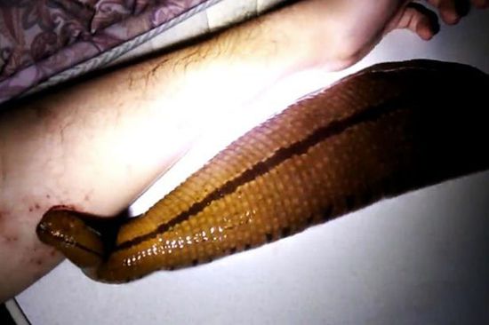 日男子养巨型水蛭当宠物 用自己血液喂养