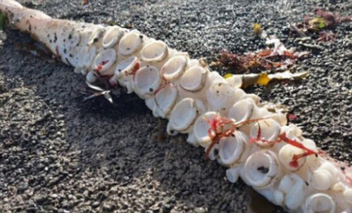 巨型鱿鱼现新西兰海滩疑被更大生物害死（图）