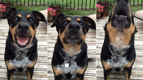 最有礼貌狗狗：遵从指示可狂放可&ldquo;温柔&rdquo;（图）