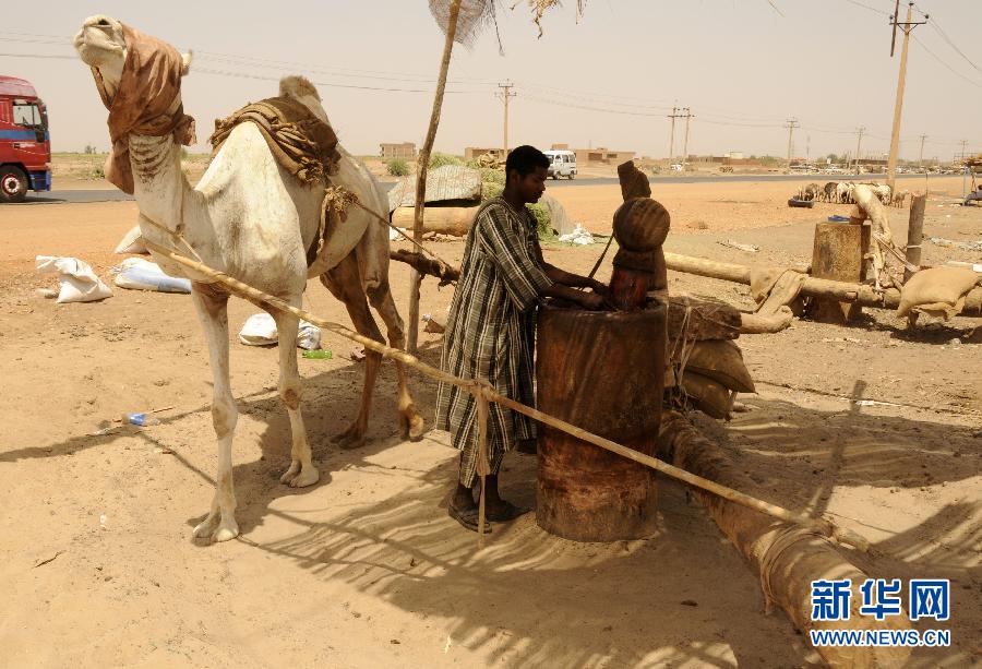 （国际）（2）拥有百年历史的苏丹&ldquo;骆驼芝麻油&rdquo;