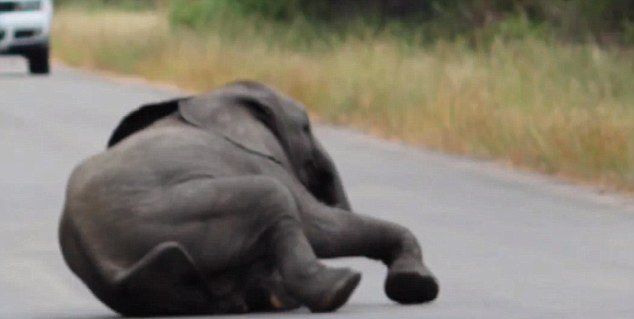象群为救倒地小象冲上道路阻断交通
