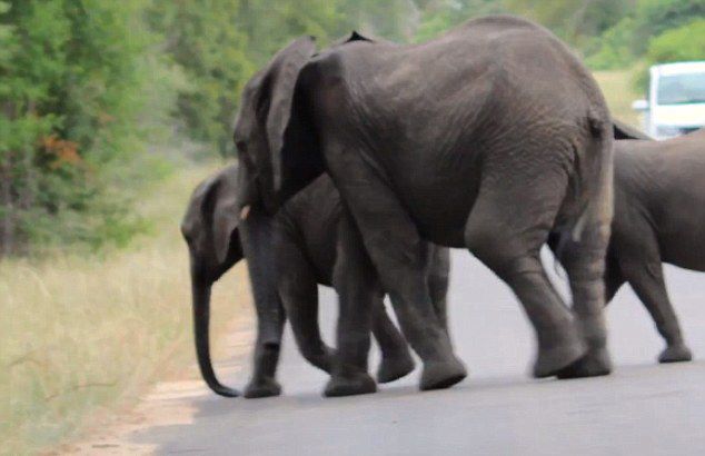 象群为救倒地小象冲上道路阻断交通