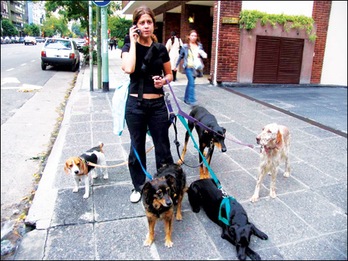 英国职业遛狗人年薪达24.6万元 比人均年薪高